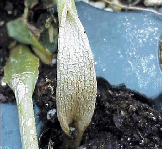 Stem splitting Seedlings raised as transplants may suffer split stems as a result of low temperatures, or following a period of rapid