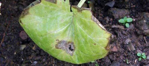 Wind damage Cucurbits are prone to wind damage due to their