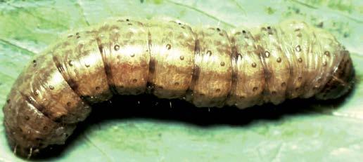 Cutworm Caterpillars Aphis of certain gossypii, moth Macrosiphum species, eg Agrotis euphorbiae, segetum etc.