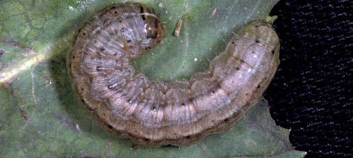 More serious damage is done by older caterpillars which feed on stem bases above and below ground.