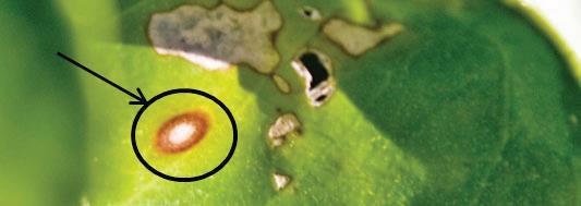 Leaves are Usually Symptomless On oranges, if chemical control used, symptoms extremely rare Does not mean leaves are not