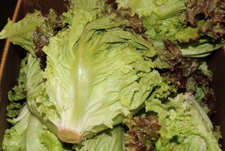 OG LETTUCE Organic Red Leaf, Green Leaf, and Romaine Lettuce are in adequate supply out of CA and Canada.