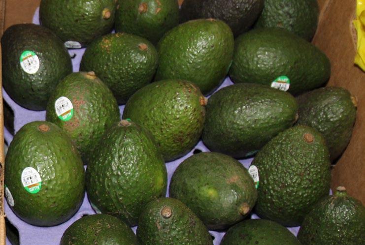 Steady supplies are expected to continue for mid-september. cv hass avocados ALERT!
