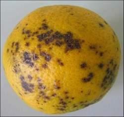 Page 4 Citrus IPM Newsletter Citrus Black Spot found in Florida Florida has been suffering the loss of thousands of acres of citrus due to the bacterial diseases huanglongbing and citrus canker.