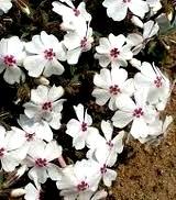 Bears in 5 to 7 years. Zones 3-7. GROUNDCOVER Creeping/Moss Phlox (Phlox subulata) Needle-like, semi-evergreen foliage forms a tough, durable groundcover. Flowers in early spring.