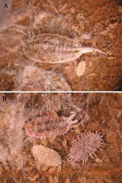 12 and 13). Young trees can be stunted if severely attacked during several consecutive seasons by this mite. These mites are very small and difficult to see, requiring a microscope for viewing.