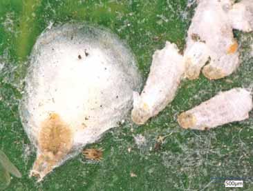 Scales Several kinds of scales, including lesser snow (Pinnaspis strachani), coconut (Aspidiotus destructor), pyriform (Protopulvinaria pyriformis), mango shield (Milviscutulus mangiferae), oleander