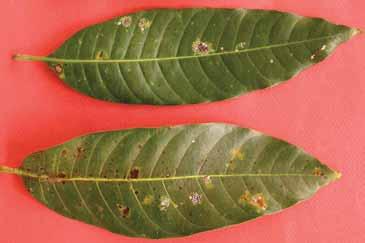 Microterys nietneri (Motsschulsky) is an Encyrtid that attacks soft scales (Figure 9). Figure 4. Pseudaulacapis cockerelli, the false oleander or magnolia white scale on mango.