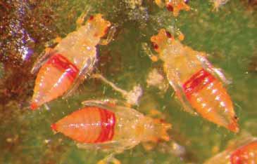 Beetles A weevil native to Sri Lanka, Myllocerus undecimpustulatus undatus (Figure 19) first detected in Broward County in 2000,