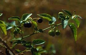 Plant Propagation Protocol for [Solanum americanum] ESRM 412 Native Plant Production (Picture obtained from source 11) Family Names Family Scientific Name: Family Common Name: Scientific Names Genus: