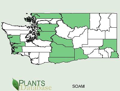 SOAM GENERAL INFORMATION Ecological distribution: Climate and elevation range Local habitat and abundance; may include commonly associated species Plant strategy type / Green represents presence of
