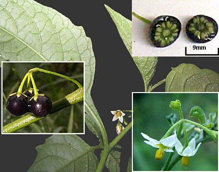 Propagule Collection: The nightshade plants have tomato like berries that can contain 50-110 seeds each (8) (Picture obtained from source 11) Collection times: March through November, with highest
