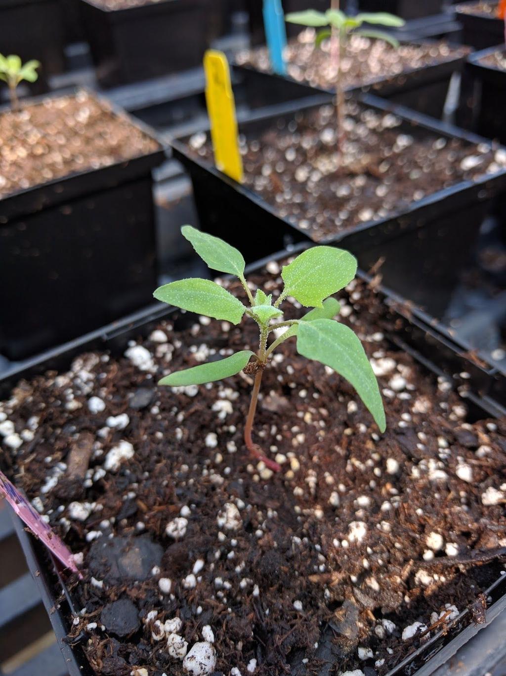Plant age: 2 weeks (Wet media on left, dry
