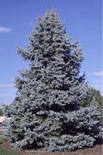 G - Colorado Blue Spruce - $25 per packet of 25 Conical