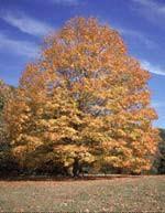 Northern Red Oak - $25 per packet