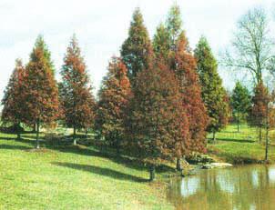 Reddish-brown bark, dark green foliage and heavy spreading branches that droop and almost touch the ground. It thrives in average soil conditions but prefers moisture.