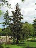 00 per pack of 3 #403 Blue Spruce (Picea pungens) Colors range in the silvery-blue to blue-green range. Of the spruce, needle retention is the best in the Blue Spruce.
