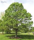 Large Shade / Ornamental #411 Thornless Honeylocust (Gleditsia triacanthos) A fast growing ( tree when young ) growing 2 or more a year over a 10-year period.
