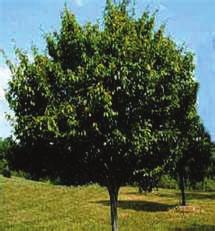 00 per pack of 5 #413 Pawpaw (Asimina triloba) In the sun Pawpaw trees develop a narrow pyramidal shape with dense, drooping foliage down to the ground level.