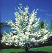 Large Shade / Ornamental Flowering Shrubs / Hedge Plants #421 - Northern Catalpa (Catalpa speciosa) Large, showy white,very fragrant trumpet-shaped flowers grace the Catalpa in