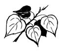 BROADLEAF Common & Scientific name American Plum (Prunus americana) Black Cherry (Prunus serotina) Black Walnut (Juglans nigra) Bur Oak (Quercus macrocarpa) Paper Birch (Betula papyrifera) Quaking