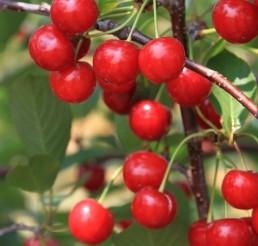 (Pollinator for the Black Ice Plum) Pipestone plum- Produces fruit of immense size, with red blush, very sweet and