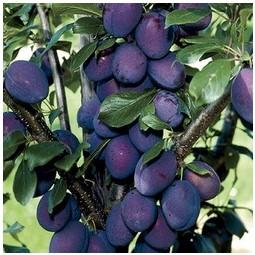 Cortland Apple- This productive tree bears gorgeous ruby red apples with a snowy center that won t brown in salads.