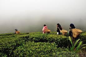 A View of Darjeeling Tea Garden - plucking