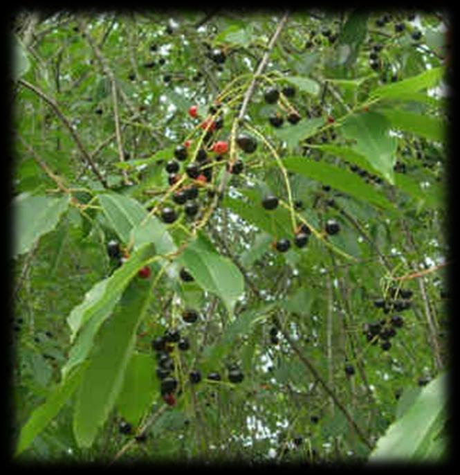 Black Cherry (Prunus serotina) Height 30' to 60', diameter up to 24"; in the forest has a long clear trunk with little tapering; in the open, trunk is short with many branches and an irregular