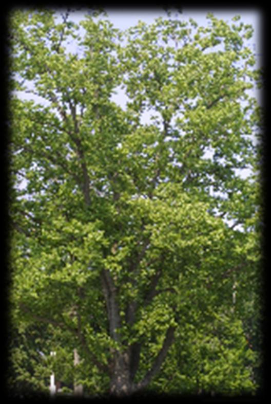 Hackberry (Celtis occidentalis) The Hackberry is a native tree throughout the upper Midwest. It grows on various soils but prefers deep moist soils.