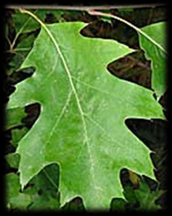 Red oak has a medium growth rate and oval shaped crown with bronze-red autumn color. This long-lived species is excellent for wildlife.