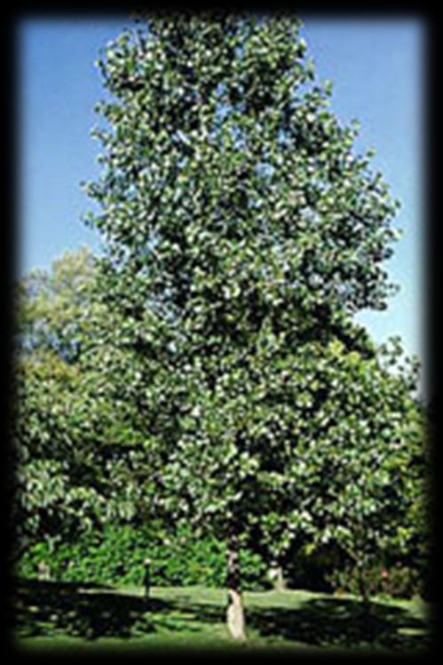 The most common parent species of these hybrids are Cottonwood (Populus deltoides) and Black Poplar (Populus nigra). Growth Habit is upright spreading branches but not as spreading as cottonwood.
