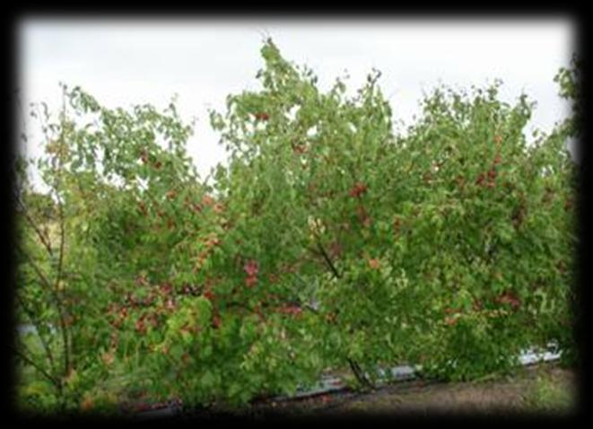 The American Plum is a native tall shrub to small tree which is thorny, winter-hardy, and thicket-forming.