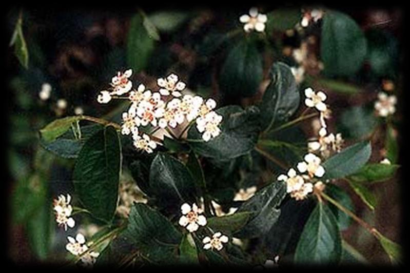 Black Chokeberry (Aronia melanocarpa) Chokeberries are cultivated as ornamental plants and also because they are very high in antioxidant pigment compounds, like anthocyanins.