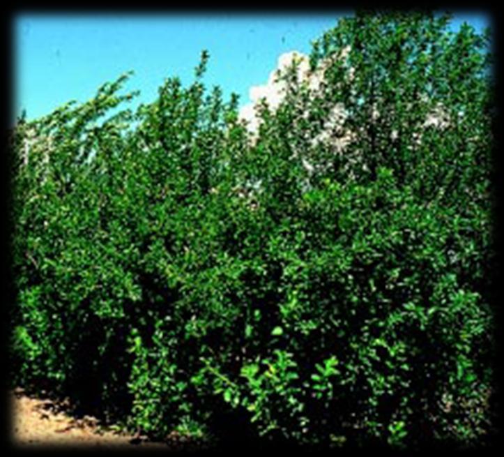 A very hardy, large shrub or small tree, growing fast to a mature height of 10 to 25 feet. Purple-leaved selections are popular landscape plants. Fruits are commonly used for jellies and jams.