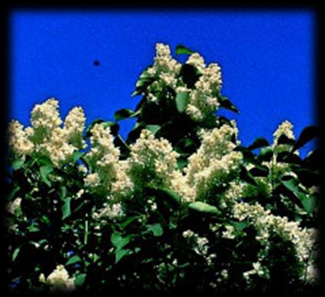 Perfect, fragrant, borne in large terminal panicles, singles and doubles which are white to purple; variety of color.