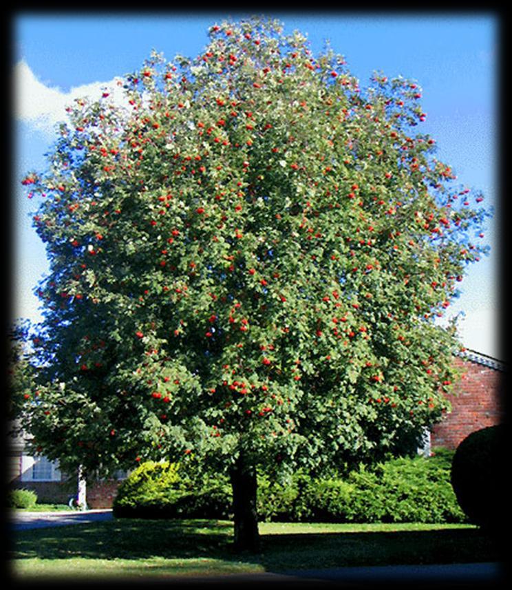 Small tree, height sometimes 20' to 30', diameter 4" to 12"; spreading, slender branches create a narrow round-topped crown.