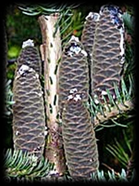 Balsam Fir (Abies balsamea) Needle-like, but flat; length 1/2" to 1" with rounded point; dark green and lustrous above and silvery-white beneath; arranged on twig apparently in two ranks; resinous