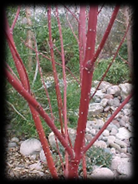 Redosier Dogwood (Cornus sericea) Redosier Dogwood is an open, spreading, multi-stemmed and medium to large shrub with horizontal