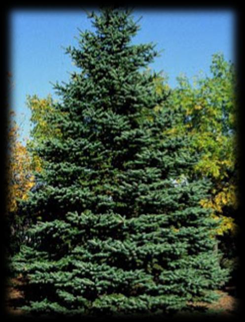 Colorado Spruce (Picea pungens) Colorado spruce is a broad, dense, pyramidal tree with stiff branches horizontal to the ground.