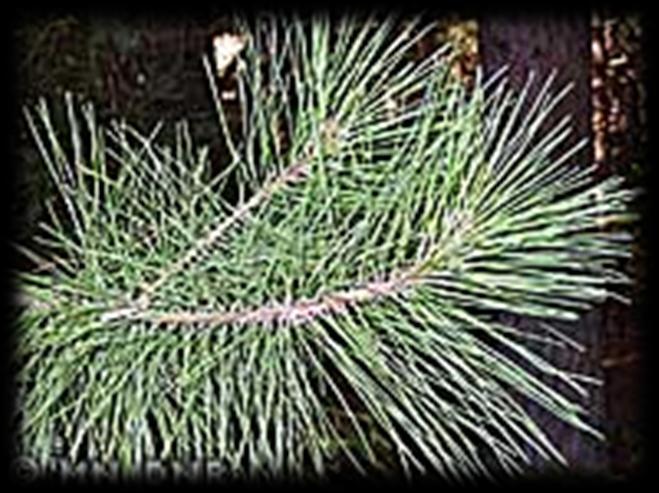 Typically found on sandy, rocky terrain, Norway pine can sometimes adapt to very poor soil. It forms pure stands, especially on sites cleared by fire, but also associates with other pines.