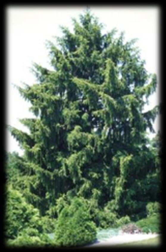 Norway Spruce (Picea abies) Norway spruce is a fast growing tree that can grow to 150 ft. The Norway spruce should reach 5 ft. in 6 to 7 years, starting with a 2-yr. seedling.