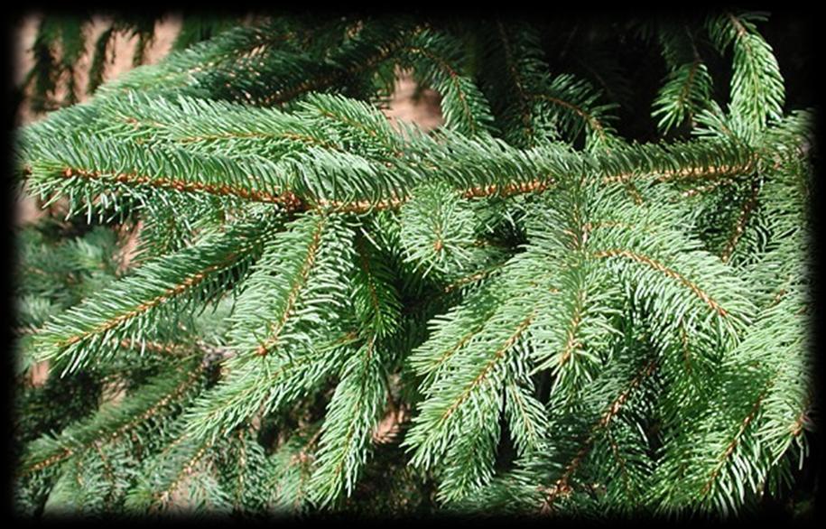 The Norway spruce is highly valued ornamental and timber tree. 40 to 60 feet with a 25 to 30 foot spread.