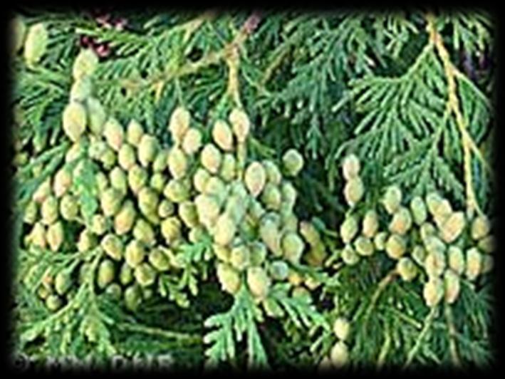 White Cedar (Thuja occidentalis) White cedar one of the few conifers with scaly leaves. Its wood is also the most decay-resistant.