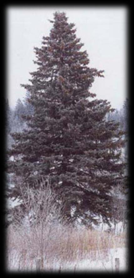 White Spruce (Picea glauca) Leaves & Buds: Needlelike, four-sided, crowded along branchlets; length 1/3" to 3/4"; pale bluish when young, dark bluish-green when mature; sharply pointed; has a