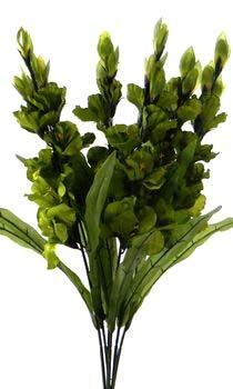 Gladiolus Bushes