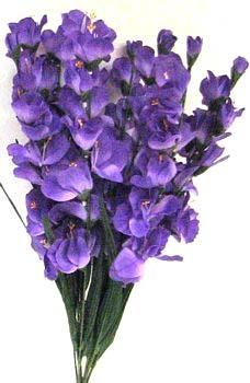 purple,  gladiola