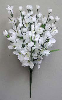 gladiolus bush x 5