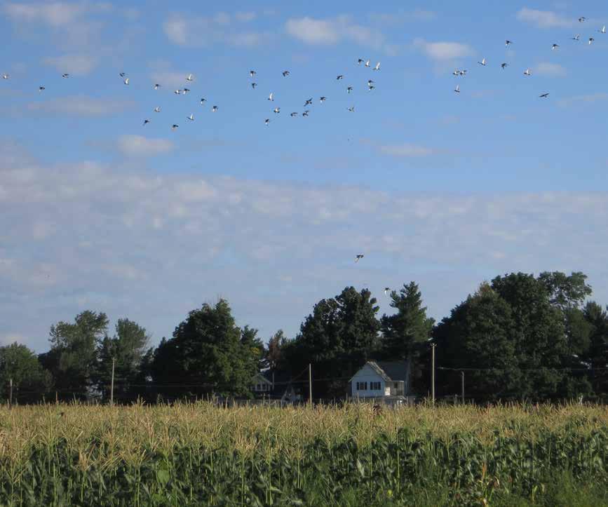 METHODS EVALUATED Twelve on-farm trials evaluated bird management options from 2015-2017.