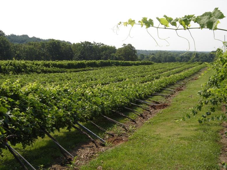 Grapevine canopies catch wind similar to a sail. Trellis strength with respect to wind load comes from the lateral strength of the line posts, and the spacing of the line posts.